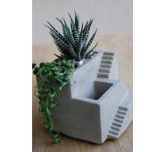 Haworthia